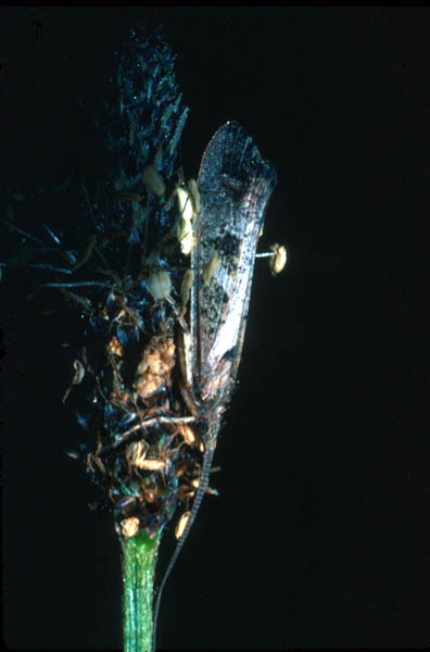 MARE_11