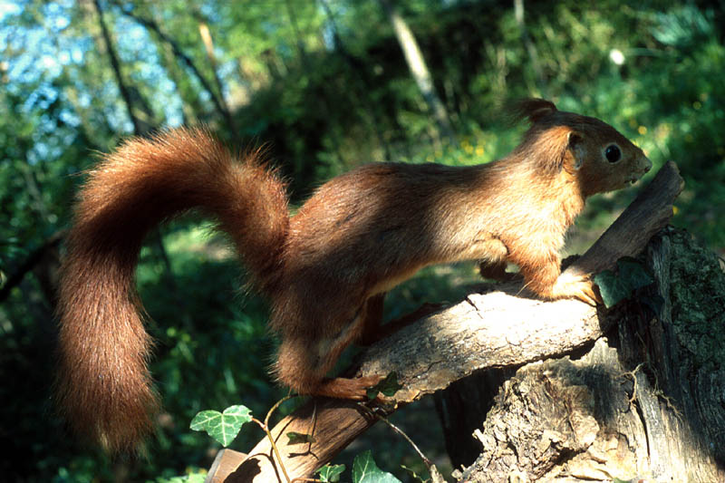 sciurus